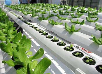 third-coast-horticulture-hydroponic-system - brite ideas