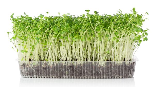 microgreens - brite ideas aquaponics, hydroponics & organics